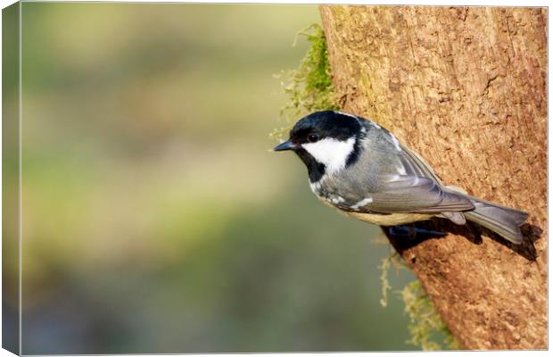 Coal Tit (Periparus ater)    Canvas Print by chris smith