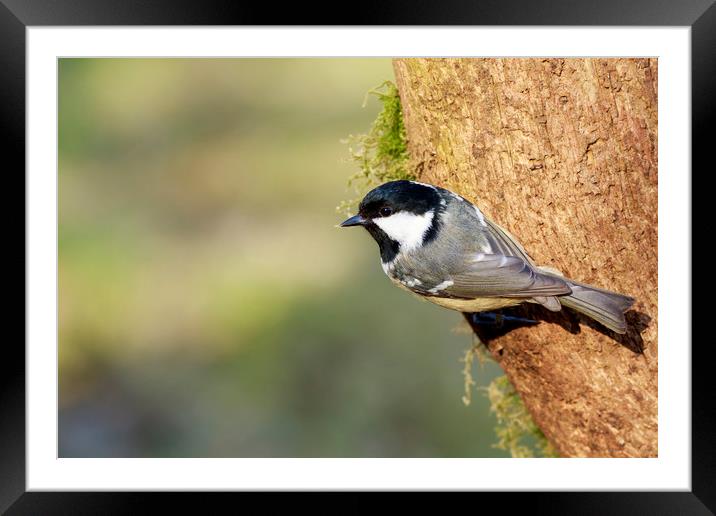 Coal Tit (Periparus ater)    Framed Mounted Print by chris smith