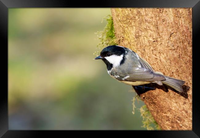 Coal Tit (Periparus ater)    Framed Print by chris smith