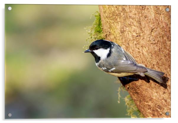 Coal Tit (Periparus ater)    Acrylic by chris smith
