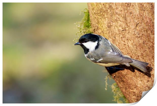 Coal Tit (Periparus ater)    Print by chris smith