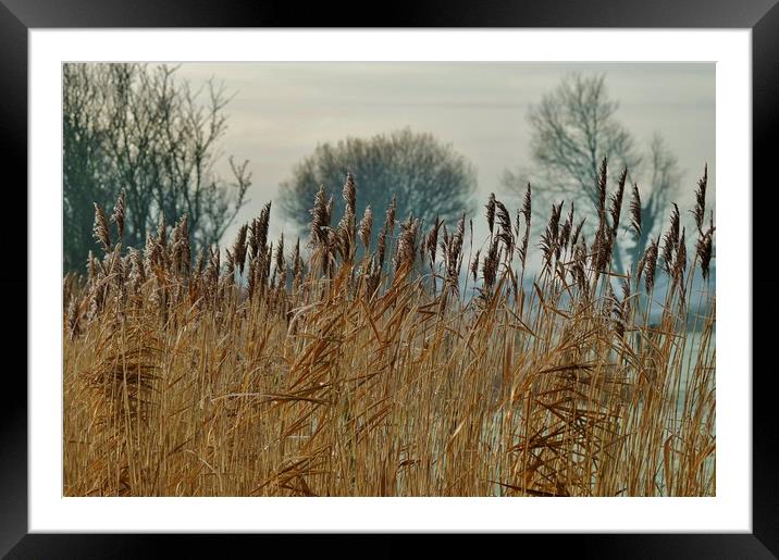 Frosty Reeds Framed Mounted Print by John Iddles