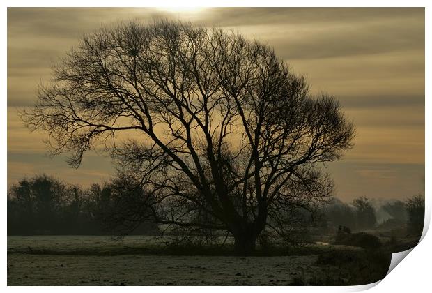 Winter tree silhouette Print by John Iddles