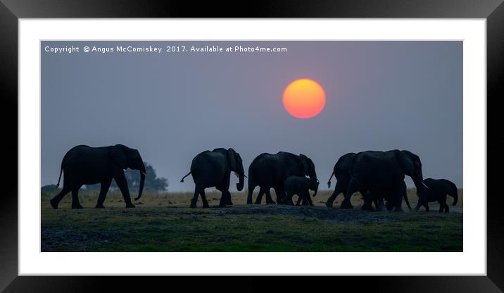 Elephants on the move at sunset Framed Mounted Print by Angus McComiskey