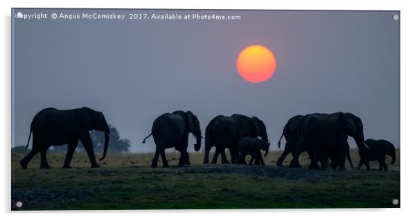 Elephants on the move at sunset Acrylic by Angus McComiskey