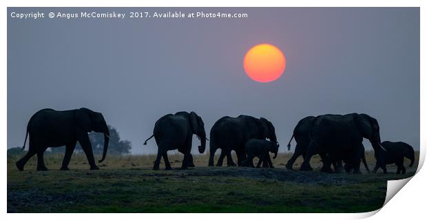 Elephants on the move at sunset Print by Angus McComiskey