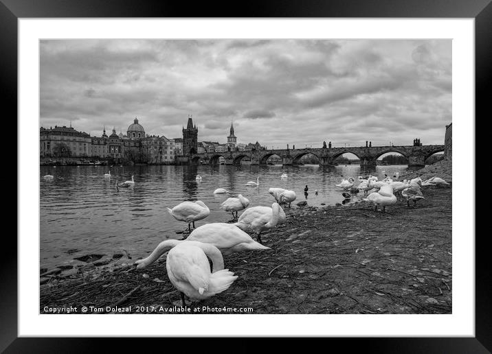 Prague swans Framed Mounted Print by Tom Dolezal