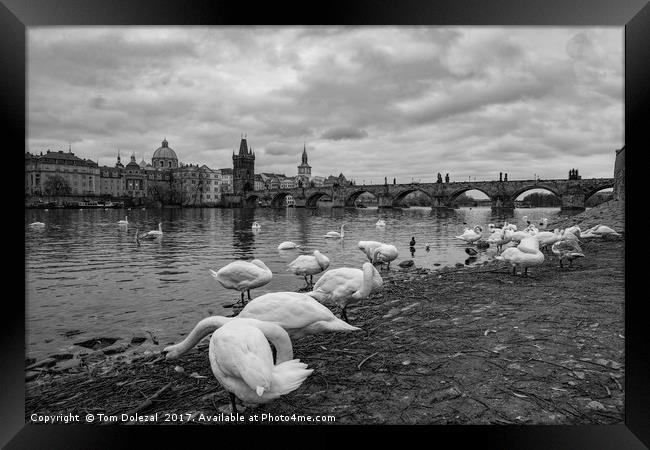 Prague swans Framed Print by Tom Dolezal