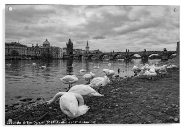 Prague swans Acrylic by Tom Dolezal