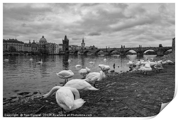 Prague swans Print by Tom Dolezal