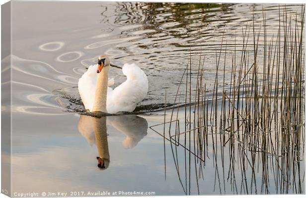 White Swan  Reflection Canvas Print by Jim Key