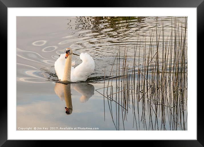 White Swan  Reflection Framed Mounted Print by Jim Key