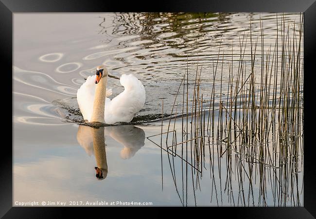 White Swan  Reflection Framed Print by Jim Key