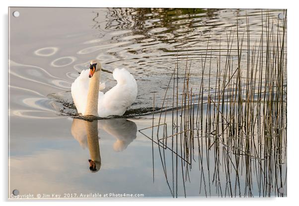 White Swan  Reflection Acrylic by Jim Key