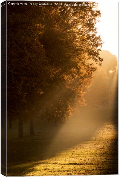 Autumn Light  Canvas Print by Tracey Whitefoot