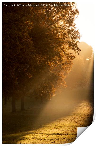Autumn Light  Print by Tracey Whitefoot
