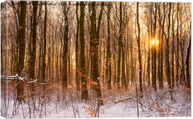 When Autumn Meets Winter  Canvas Print by Tracey Whitefoot