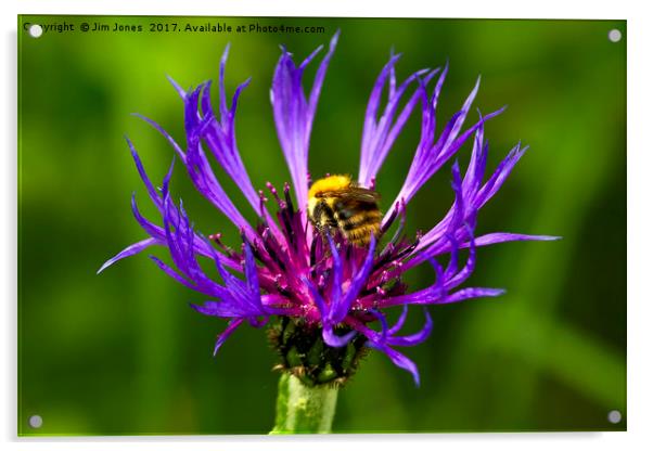 Bee on Mountain Bluet Acrylic by Jim Jones