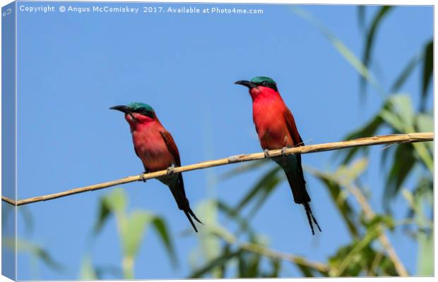 Pair of Southern Carmine Bee-eaters on branch Canvas Print by Angus McComiskey