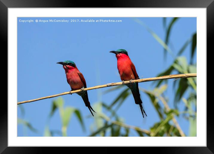 Pair of Southern Carmine Bee-eaters on branch Framed Mounted Print by Angus McComiskey