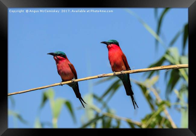 Pair of Southern Carmine Bee-eaters on branch Framed Print by Angus McComiskey
