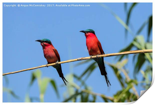 Pair of Southern Carmine Bee-eaters on branch Print by Angus McComiskey