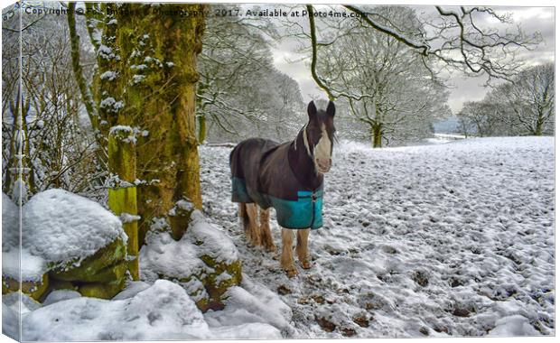 Horse and snow Canvas Print by Derrick Fox Lomax