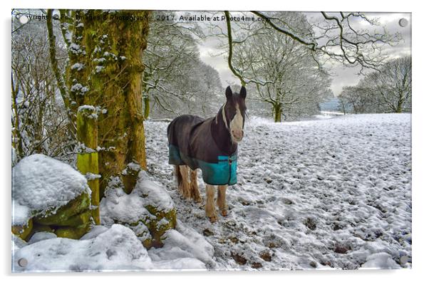 Horse and snow Acrylic by Derrick Fox Lomax