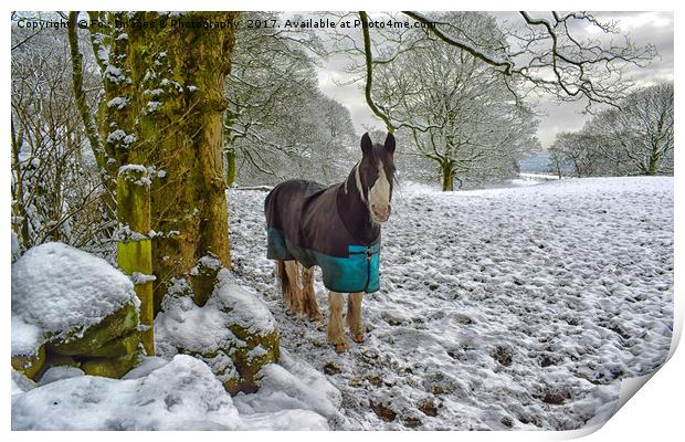 Horse and snow Print by Derrick Fox Lomax
