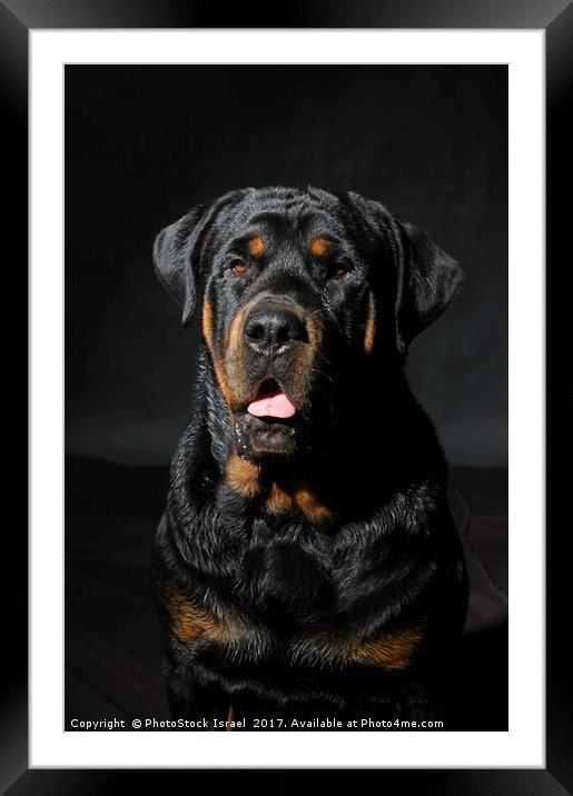 Rottweiler Framed Mounted Print by PhotoStock Israel