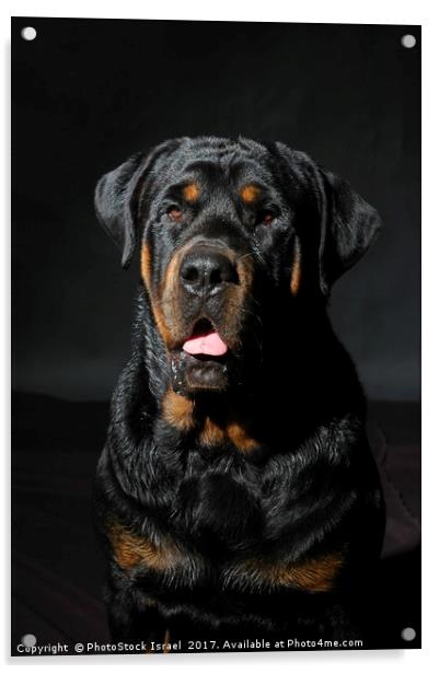 Rottweiler Acrylic by PhotoStock Israel