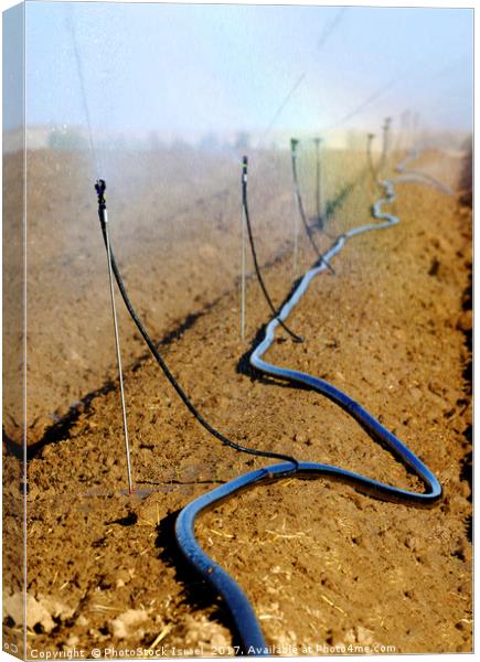Israel, Negev, watering fields with sprinklers Canvas Print by PhotoStock Israel