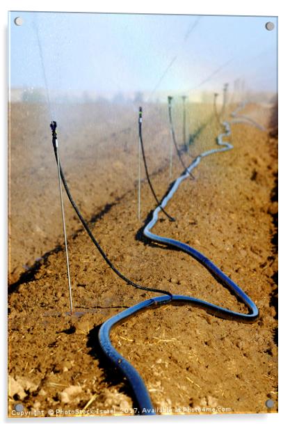 Israel, Negev, watering fields with sprinklers Acrylic by PhotoStock Israel