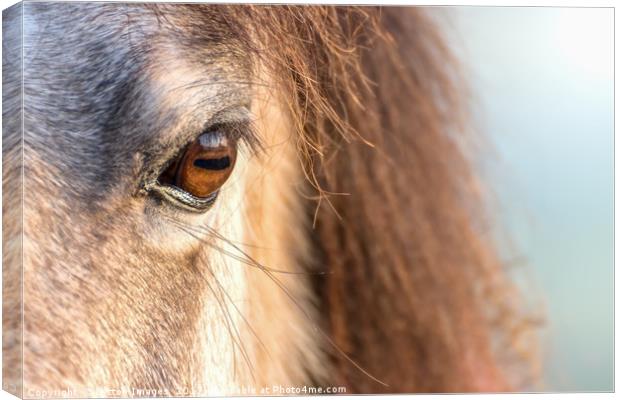 A horses Eye Canvas Print by Wayne Lytton