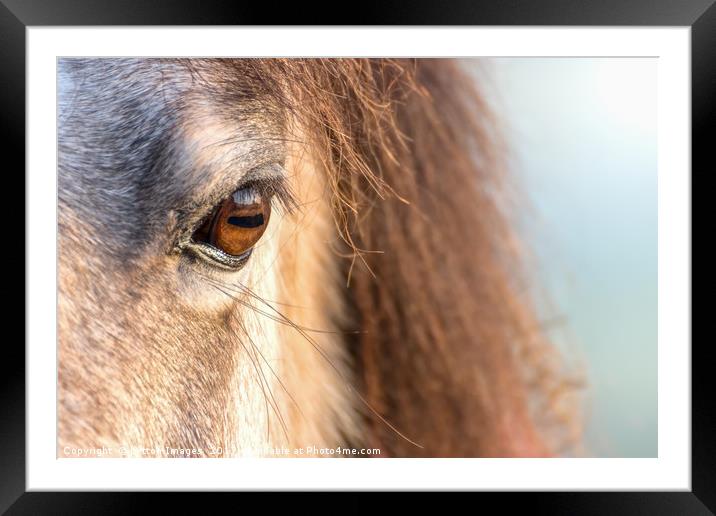 A horses Eye Framed Mounted Print by Wayne Lytton