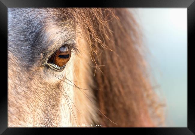 A horses Eye Framed Print by Wayne Lytton