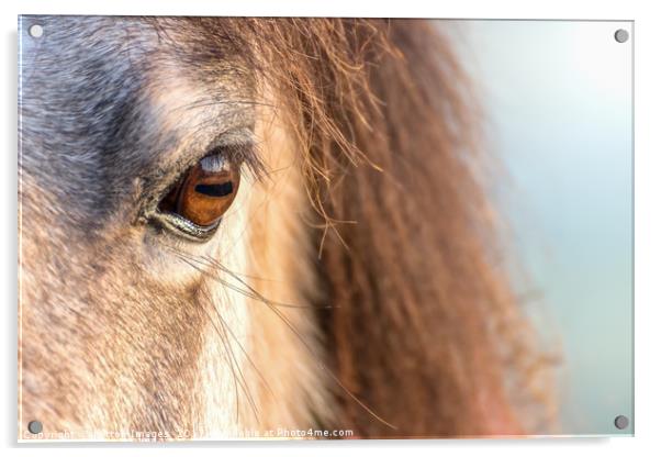 A horses Eye Acrylic by Wayne Lytton