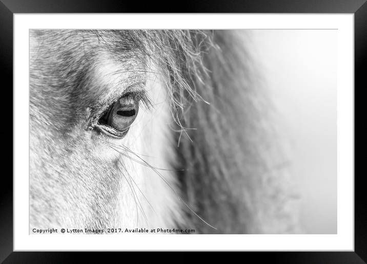 A horses Eye (black and white) Framed Mounted Print by Wayne Lytton