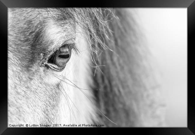 A horses Eye (black and white) Framed Print by Wayne Lytton
