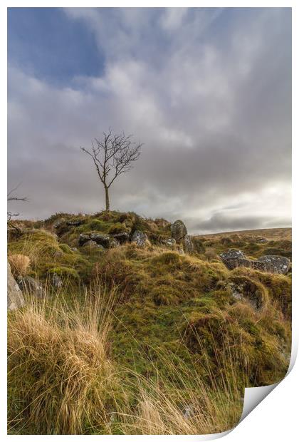 The lone tree Print by Images of Devon