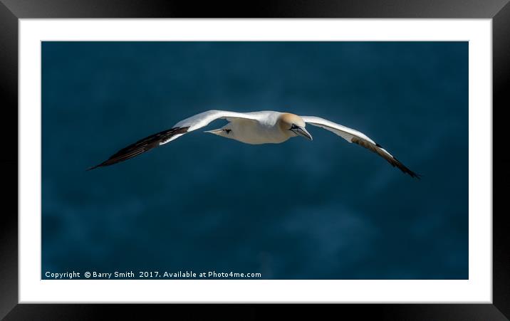 Gannet In Flight Framed Mounted Print by Barry Smith