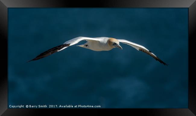 Gannet In Flight Framed Print by Barry Smith