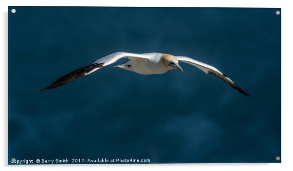 Gannet In Flight Acrylic by Barry Smith