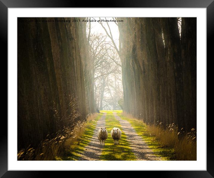 Staring Sheep on a Glorious Path Framed Mounted Print by Alexandre Rotenberg