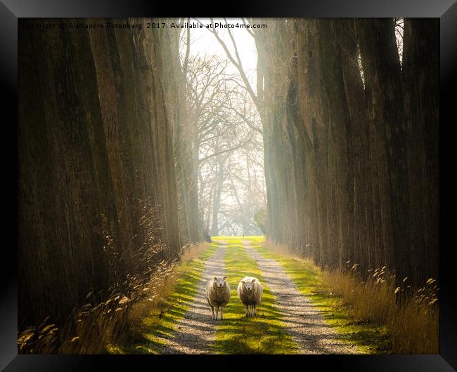 Staring Sheep on a Glorious Path Framed Print by Alexandre Rotenberg