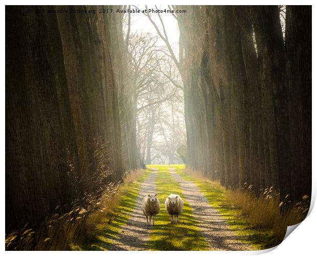 Staring Sheep on a Glorious Path Print by Alexandre Rotenberg