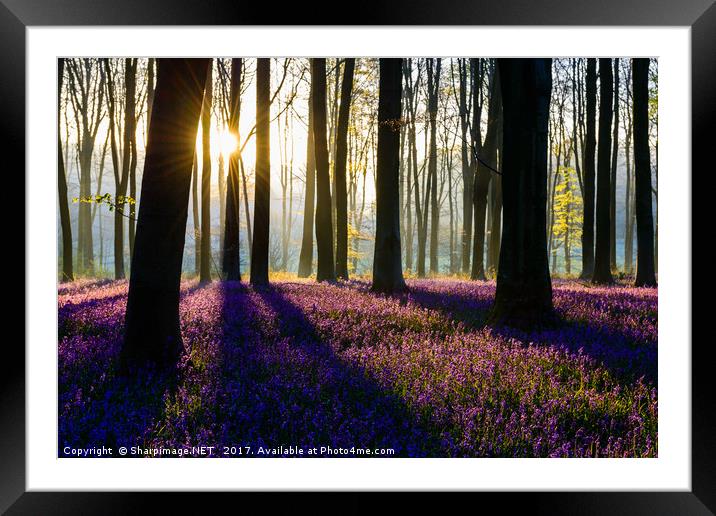 Bluebell Dawn - 7 Framed Mounted Print by Sharpimage NET