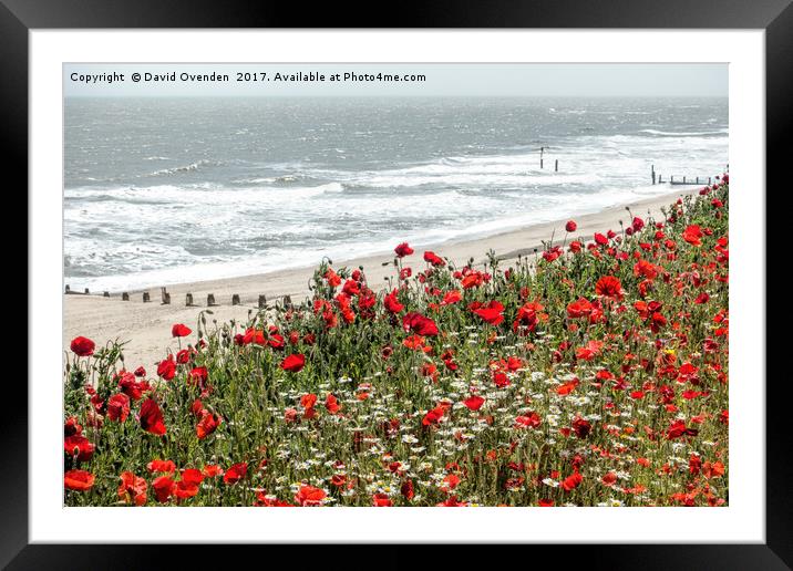 Poppies at Southwold Framed Mounted Print by David Ovenden