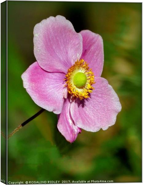 "Anemone Japonica Bowles's pink" Canvas Print by ROS RIDLEY