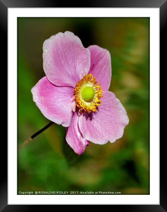 "Anemone Japonica Bowles's pink" Framed Mounted Print by ROS RIDLEY